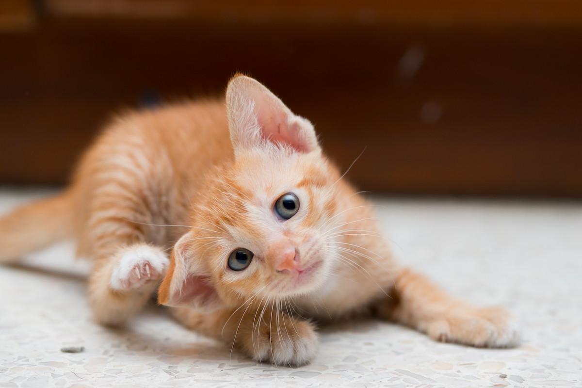 猫が外耳炎になった時の症状とそれぞれの原因による治療法の違い